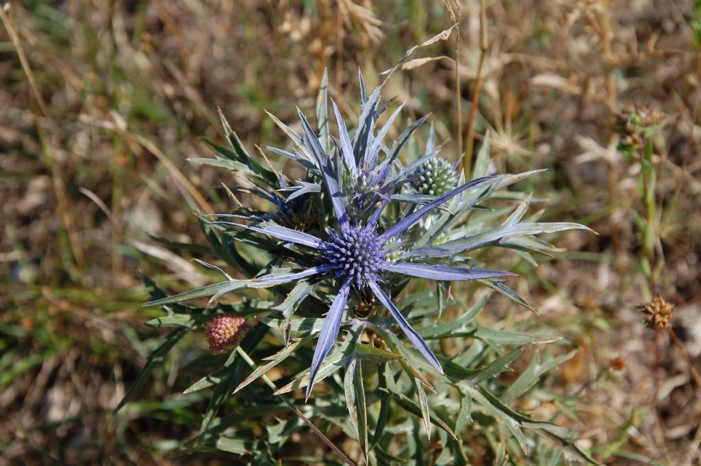 Eryngium amethystinum del monte Cnero